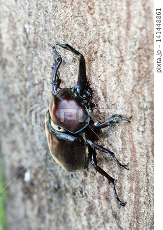 木にとまるカブトムシ 141448861