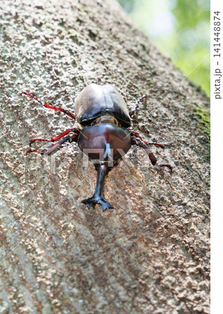 木にとまるカブトムシ 木にとまるカブトムシ 141448874