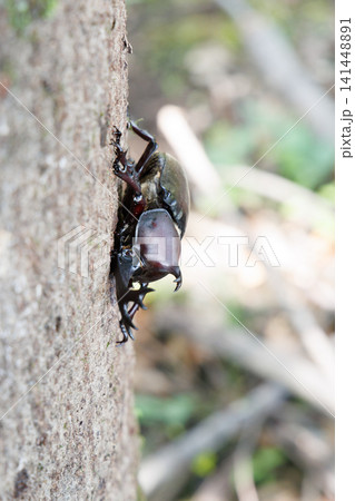 木にとまるカブトムシ 141448891