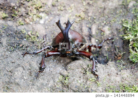 木にとまるカブトムシ 木にとまるカブトムシ 141448894