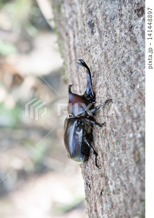 木にとまるカブトムシ 141448897
