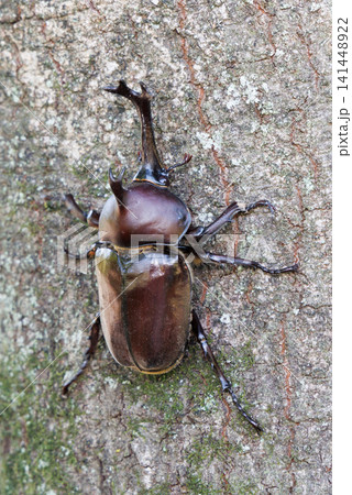 木にとまるカブトムシ 木にとまるカブトムシ 141448922