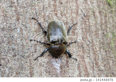 樹液を舐めるカブトムシ 141448978