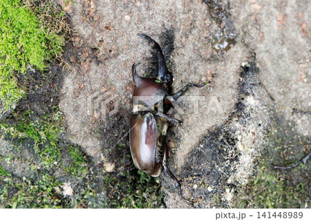 樹液を舐めるカブトムシ 樹液を舐めるカブトムシ 141448989