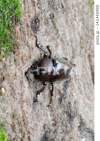 樹液を舐めるカブトムシ 樹液を舐めるカブトムシ 141448998