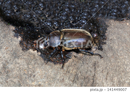 樹液を舐めるカブトムシ 樹液を舐めるカブトムシ 141449007
