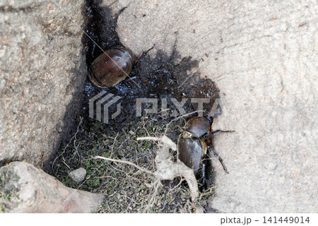 樹液を舐めるカブトムシ 樹液を舐めるカブトムシ 141449014