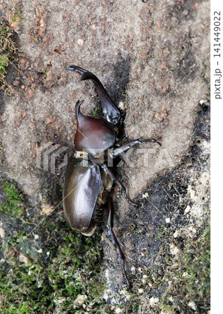 樹液を舐めるカブトムシ 141449022