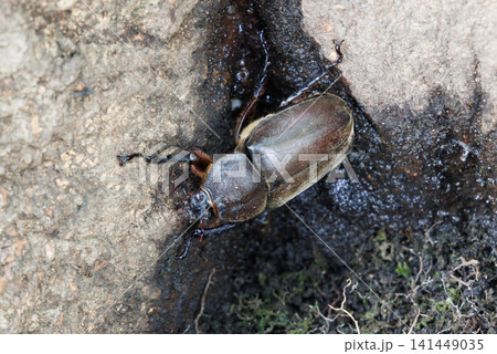 樹液を舐めるカブトムシ 141449035