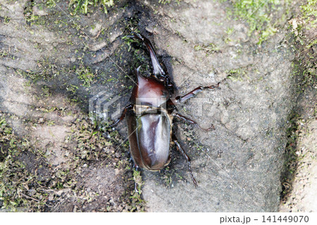 樹液を舐めるカブトムシ 141449070