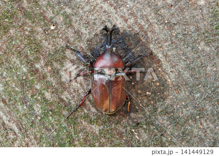 樹液を舐めるカブトムシ 樹液を舐めるカブトムシ 141449129
