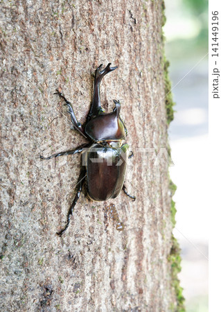 樹液を舐めるカブトムシ 樹液を舐めるカブトムシ 141449196