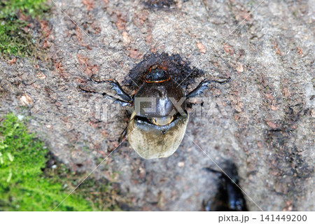 樹液を舐めるカブトムシ 141449200