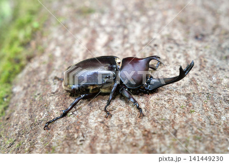 樹液を舐めるカブトムシ 樹液を舐めるカブトムシ 141449230