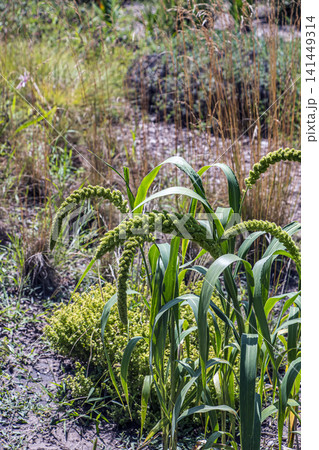 Whole Foxtail Millet Plant with Multiple Drooping Grain Panicles Whole Foxtail Millet Plant with Multiple Drooping Grain Panicles 141449314