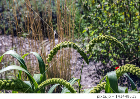 Two Arched Foxtail Millet Panicles with Developing Grain Two Arched Foxtail Millet Panicles with Developing Grain 141449315