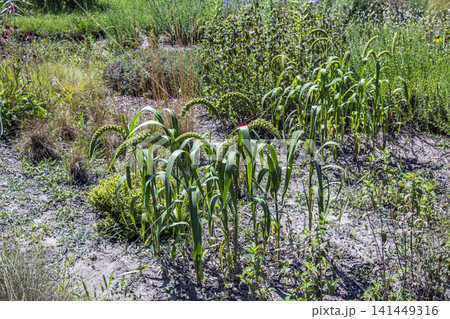 Cultivated Foxtail Millet Setaria italica Growing in Garden Plot Cultivated Foxtail Millet Setaria italica Growing in Garden Plot 141449316