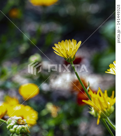 Side View of Yellow Pot Marigold Calendula officinalis Flower Side View of Yellow Pot Marigold Calendula officinalis Flower 141449328