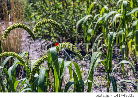 Group of Drooping Foxtail Millet Setaria italica Grain Heads Group of Drooping Foxtail Millet Setaria italica Grain Heads 141449333