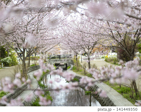 公園のせせらぎ沿いに咲く桜 141449350