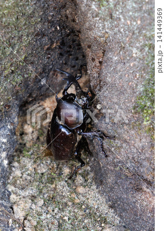 樹液を舐めるカブトムシ 樹液を舐めるカブトムシ 141449369