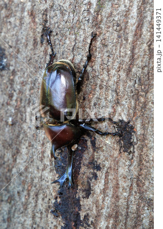 樹液を舐めるカブトムシ 樹液を舐めるカブトムシ 141449371
