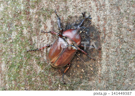 樹液を舐めるカブトムシ 樹液を舐めるカブトムシ 141449387