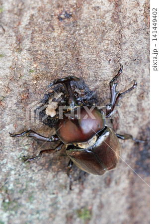 樹液を舐めるカブトムシ 141449402