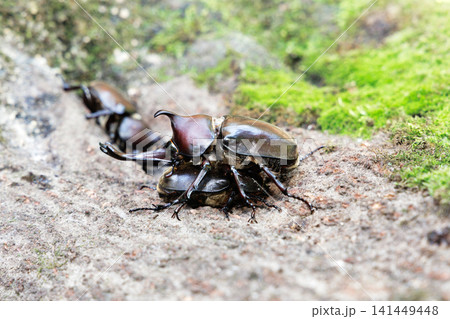 カブトムシの求愛行動 カブトムシの求愛行動 141449448