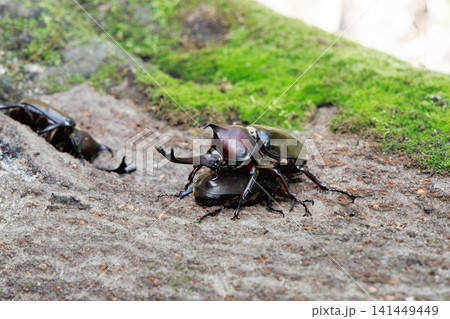 カブトムシの求愛行動 カブトムシの求愛行動 141449449