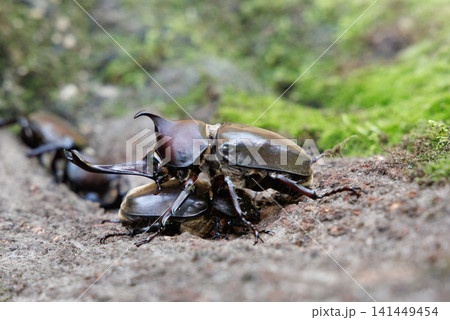 カブトムシの求愛行動 カブトムシの求愛行動 141449454