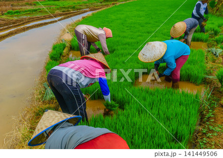 Aerial view of Jatiluwih rice terraces with water-filled paddies reflecting the golden hour sky, surrounded by lush tropical trees and a distant village in Penebel, Bali, Indonesia. 141449506