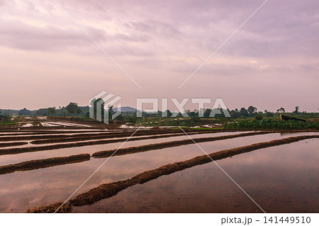 Aerial view of Jatiluwih rice terraces with water-filled paddies reflecting the golden hour sky, surrounded by lush tropical trees and a distant village in Penebel, Bali, Indonesia. Aerial view of Jatiluwih rice terraces with water-filled paddies reflecting the golden hour sky, surrounded by lush tropical trees and a distant village in Penebel, Bali, Indonesia. 141449510