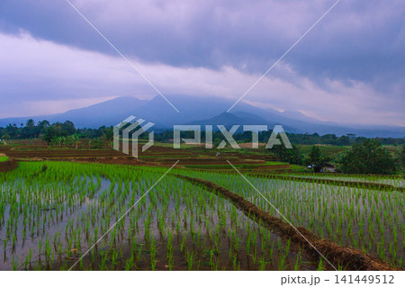 Aerial view of Jatiluwih rice terraces with water-filled paddies reflecting the golden hour sky, surrounded by lush tropical trees and a distant village in Penebel, Bali, Indonesia. Aerial view of Jatiluwih rice terraces with water-filled paddies reflecting the golden hour sky, surrounded by lush tropical trees and a distant village in Penebel, Bali, Indonesia. 141449512