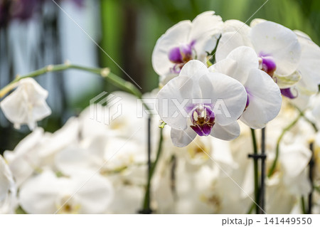 Colorful Orchid Flowers in Full Bloom. Colorful Orchid Flowers in Full Bloom. 141449550