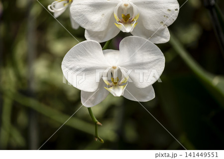 Colorful Orchid Flowers in Full Bloom. 141449551