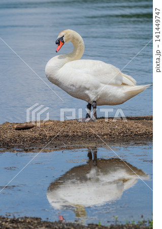 湖畔に佇むコブハクチョウ 湖畔に佇むコブハクチョウ 141449747