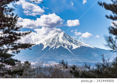倉見山山頂から松の木越しに望む冠雪の富士山 倉見山山頂から松の木越しに望む冠雪の富士山 141449800
