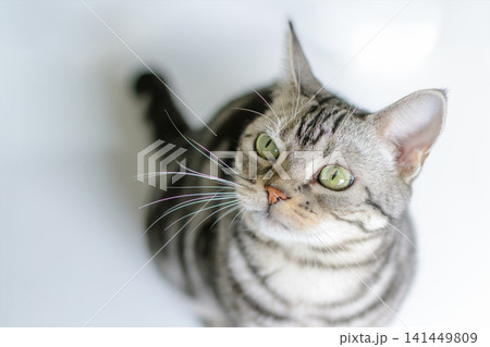 好奇心旺盛な表情でこちらを見つめる可愛い猫（白背景・俯瞰） 141449809