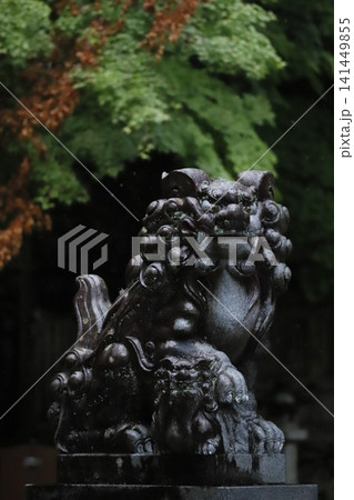 岐阜県美濃市・大矢田神社:狛犬と青もみじ 岐阜県美濃市・大矢田神社:狛犬と青もみじ 141449855