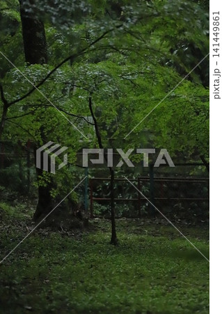岐阜県美濃市・大矢田神社の新緑 岐阜県美濃市・大矢田神社の新緑 141449861