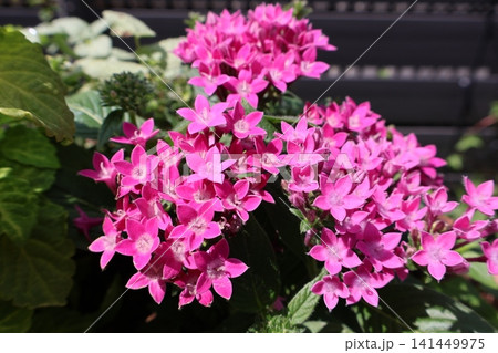 ピンク色のペンタスの花 ピンク色のペンタスの花 141449975