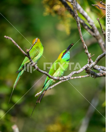Green bee-eater pair perched on a branch with one catching an insect in its beak 141450103