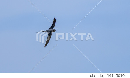 Crested treeswift in flight against a clear blue sky with outstretched wings 141450104