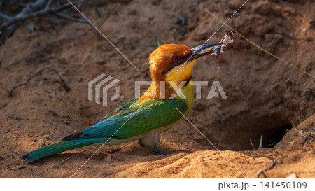Chestnut-headed bee-eater carrying an insect to its nesting burrow in a sandy riverbank habitat 141450109
