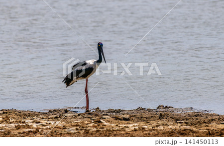 Black-necked stork standing in a muddy waters edge in bright midday. Black-necked stork standing in a muddy waters edge in bright midday. 141450113