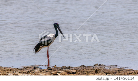 Black-necked stork standing in a muddy waters edge in bright midday. Black-necked stork standing in a muddy waters edge in bright midday. 141450114