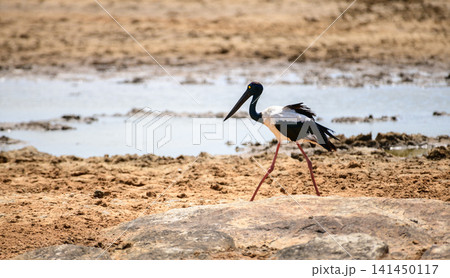 Black-necked stork walking near a waterhole in a dry Yala National Park Black-necked stork walking near a waterhole in a dry Yala National Park 141450117