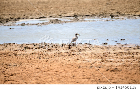 Yellow-wattled lapwing (Vanellus malabaricus) standing beside a waterhole in a dry wildlife habitat Yellow-wattled lapwing (Vanellus malabaricus) standing beside a waterhole in a dry wildlife habitat 141450118