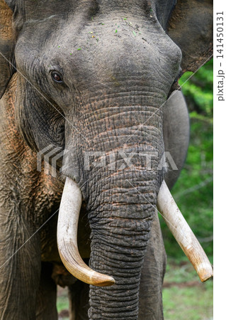 Close-up portrait of a tusker elephant. Sri Lankan tusker elephant with ivory tusks in Yala National Park Close-up portrait of a tusker elephant. Sri Lankan tusker elephant with ivory tusks in Yala National Park 141450131